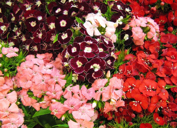 Close-up of a bouquet of colorful carnations