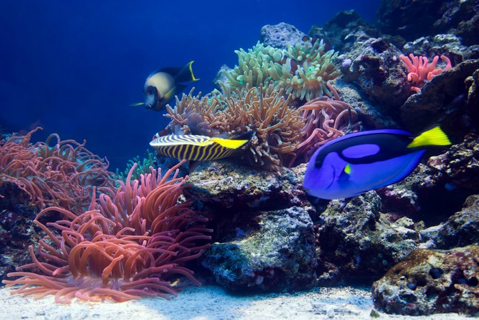 4K Underwater World with Fish and Corals