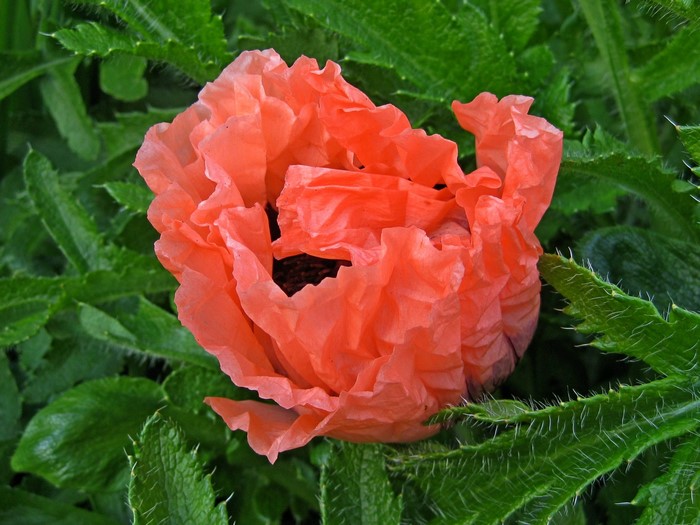 Close-up of a Coral Poppy flower with green foliage