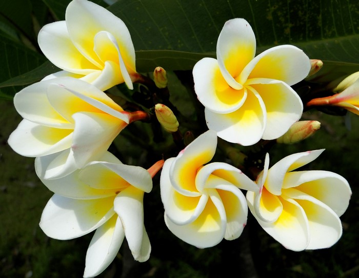 Close-up of white and yellow Plumeria flowers