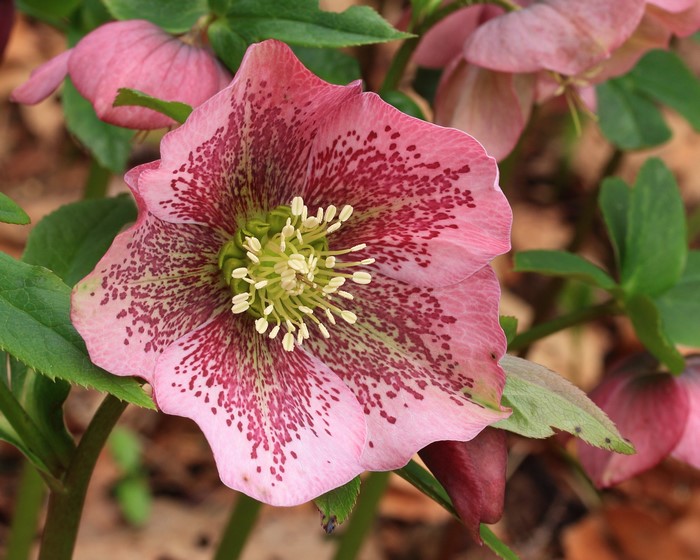 Pink Hellebore flower with speckled petals
