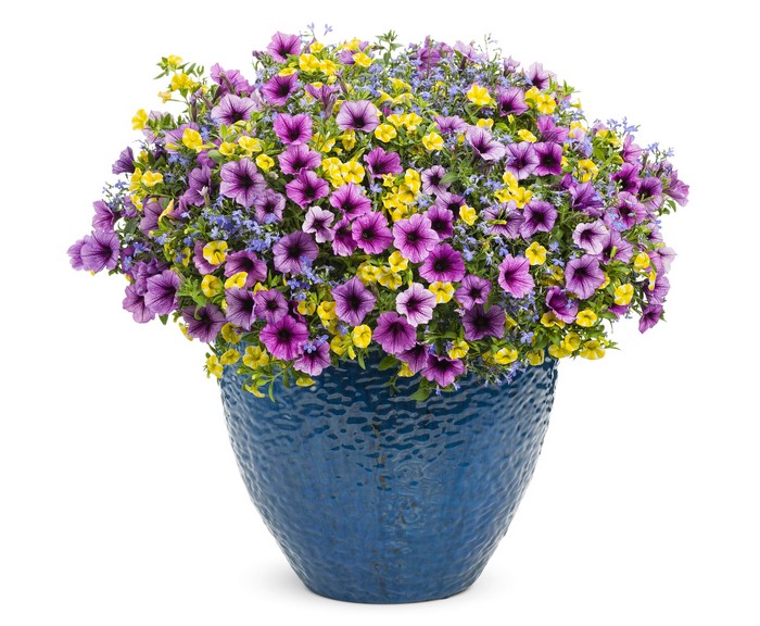 Purple and Yellow Petunias in Blue Vase