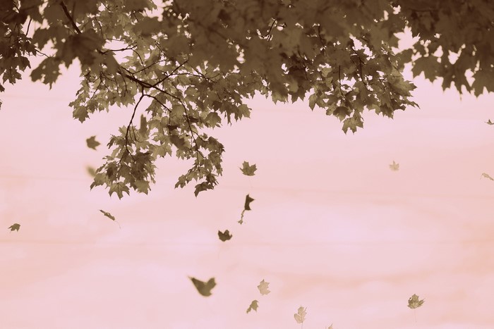 Autumn leaves falling from a tree
