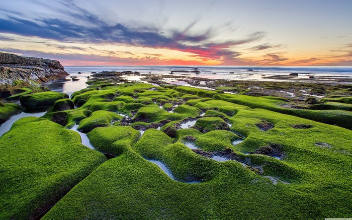Mossy Rocks on Coastline at Sunrise