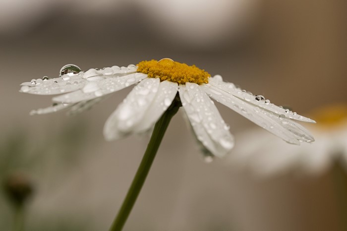 Daisy with water drops