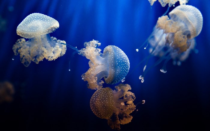 Spotted Jellyfish underwater