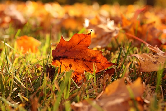 Autumn leaves on grass