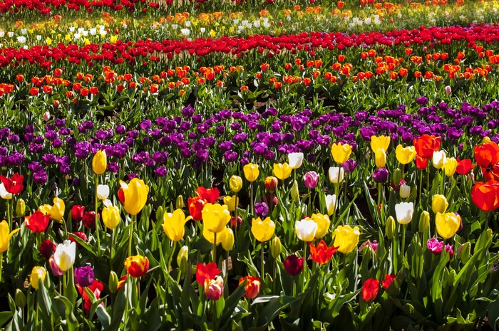 Field of colorful tulips