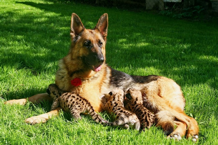 German Shepherd nursing cheetah cubs on grass