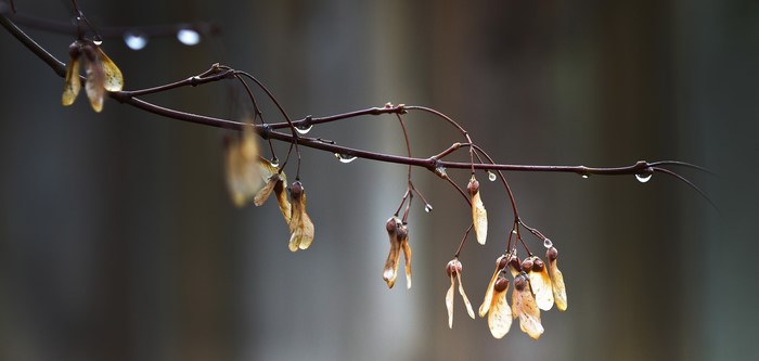 Tree branches with seeds and water drops