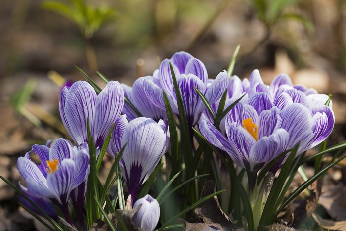 Purple and white crocuses blooming in spring
