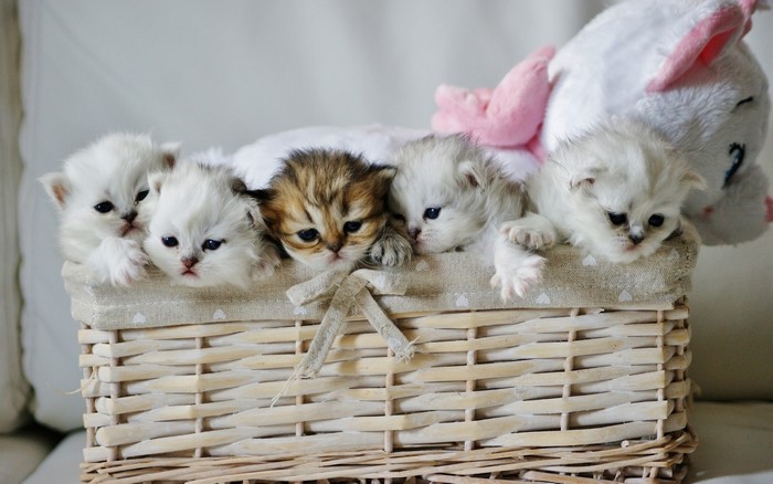 Five fluffy kittens in a wicker basket