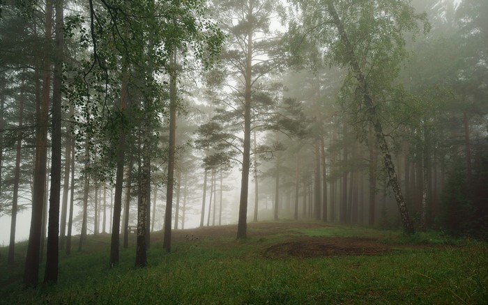 Misty forest with tall pine trees and green grass