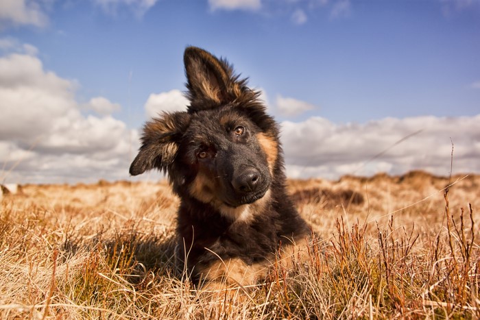 German Shepherd puppy tilting its head in a field