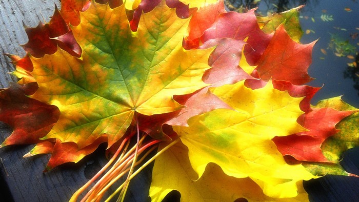 Autumn Maple Leaves on Dark Surface