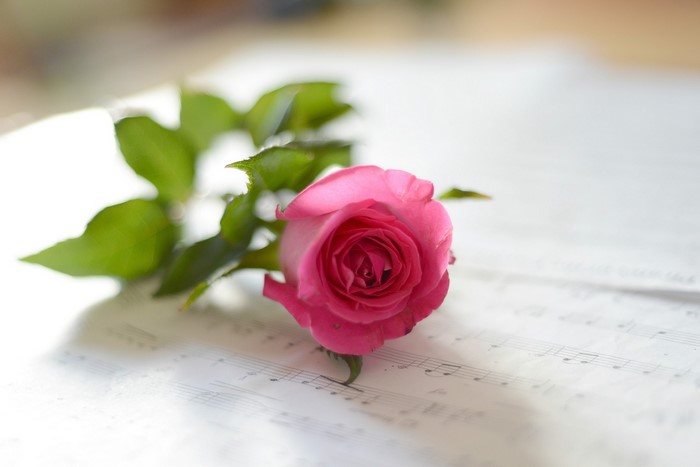 Pink rose on sheet music