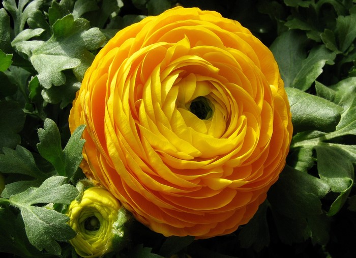 Yellow Ranunculus flower with bud