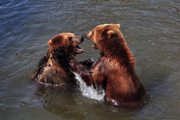 Two Brown Bears Fighting in Water
