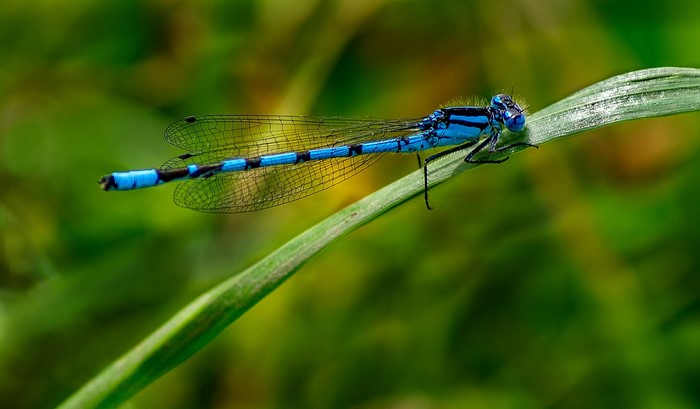 Blue damselfly resting on a blade of grass