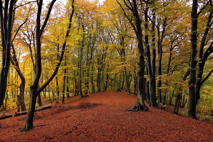 Autumn forest path covered in fallen leaves