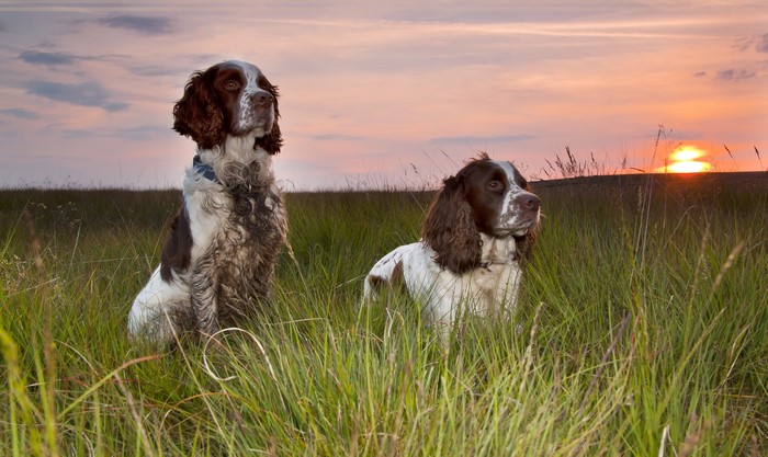 Two English Springer Spaniels in a field at sunset