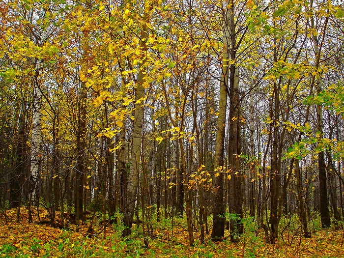 Autumn forest with yellow leaves on trees and ground