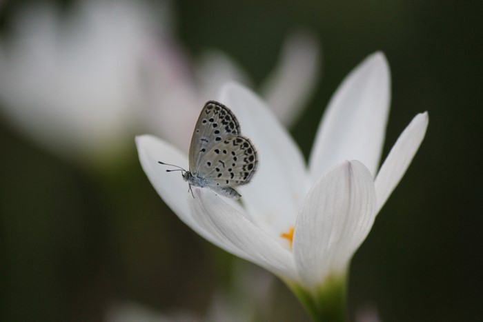 Butterfly on a white flower