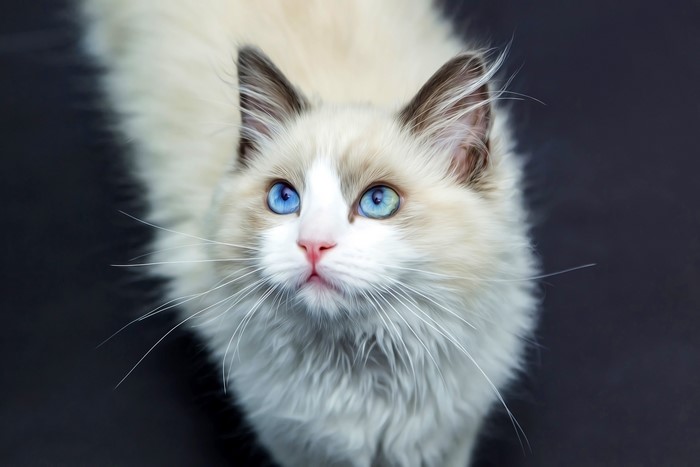 Ragdoll cat with blue eyes looking up
