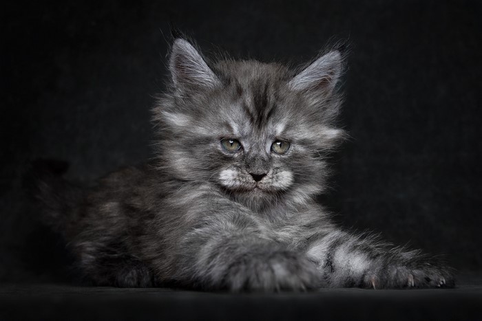 Fluffy Maine Coon kitten with grey fur