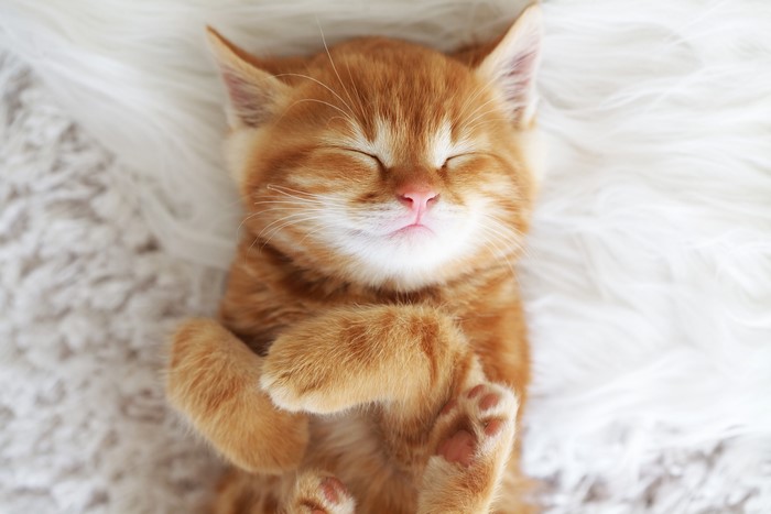 Ginger kitten sleeping on a fluffy rug