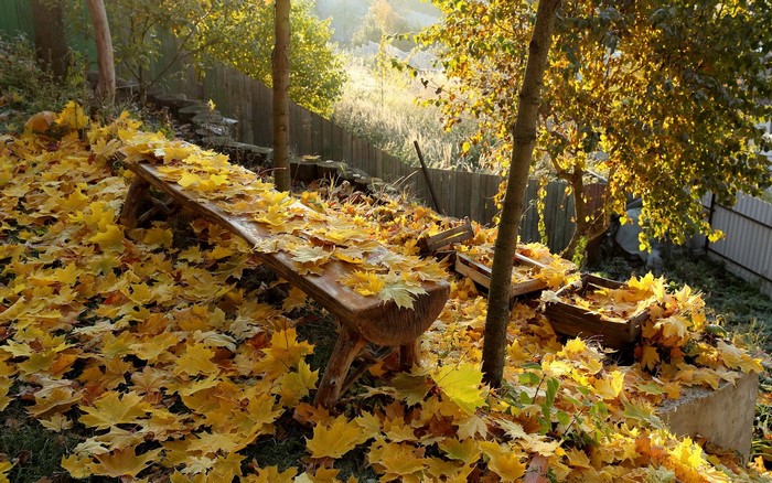Autumn bench covered in fallen maple leaves