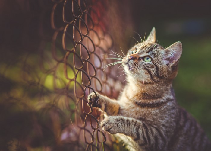 Tabby cat climbing a chain-link fence