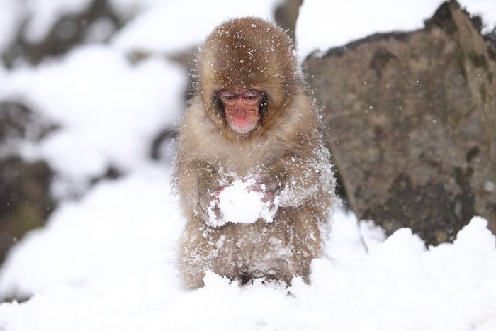 A baby monkey holding snow in the winter