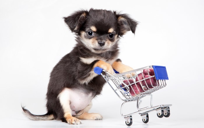 Chihuahua puppy with a shopping cart