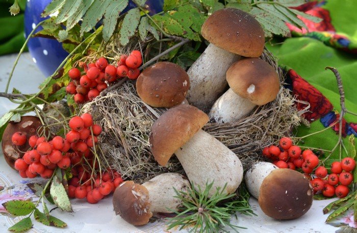Mushrooms and rowan berries in a nest