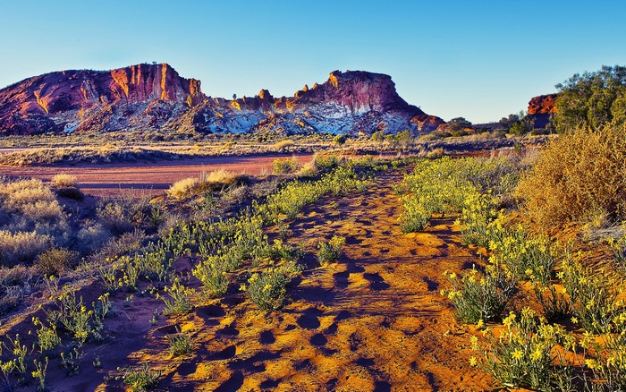 Desert landscape with colorful mountains and yellow flowers