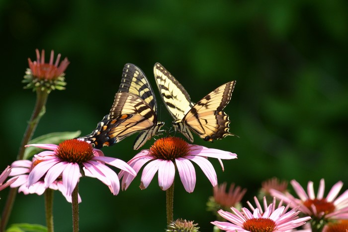 Two butterflies on Echinacea flowers