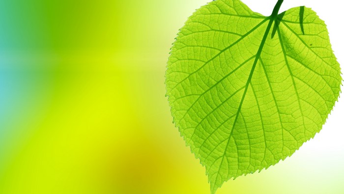 Close-up of a green leaf with veins