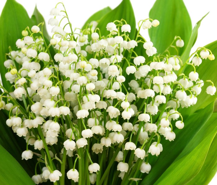 Lilies of the valley, Closeup, HD Wallpaper | Rare Gallery