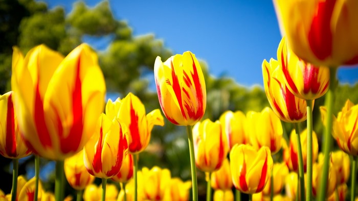 Yellow and red striped tulips in a field