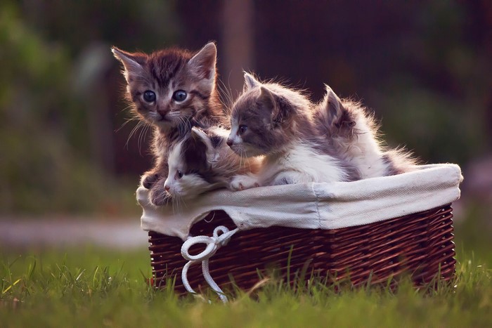Three kittens in a wicker basket on grass