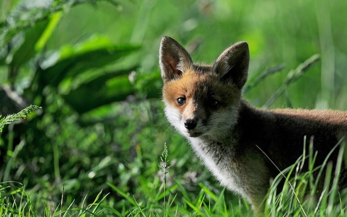 A young fox cub peeks out from tall green grass