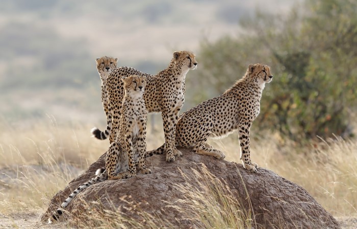 Four Cheetahs on a Mound