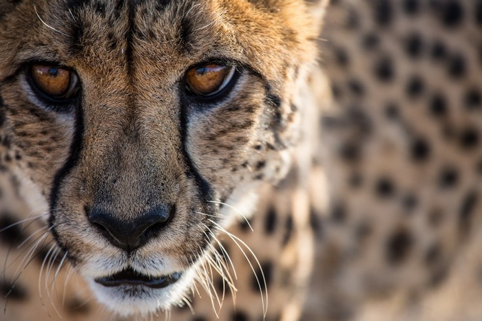 Close-up of a Cheetah's face and eyes