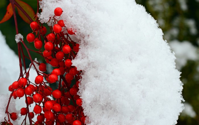 Red berries covered in snow