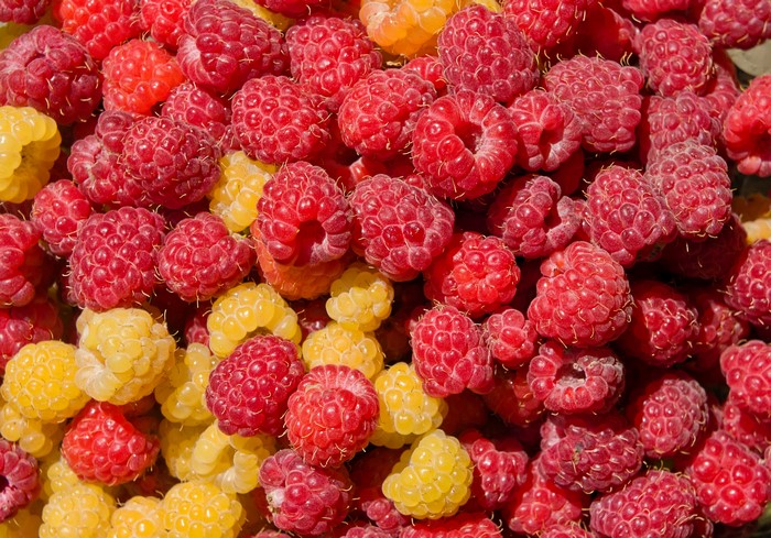 Many Red and Yellow Raspberries