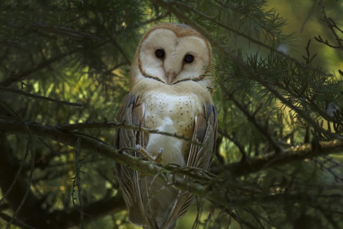 Barn owl perched on a tree branch