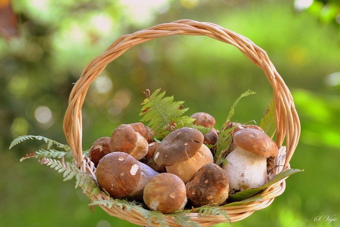 Basket of fresh mushrooms with ferns