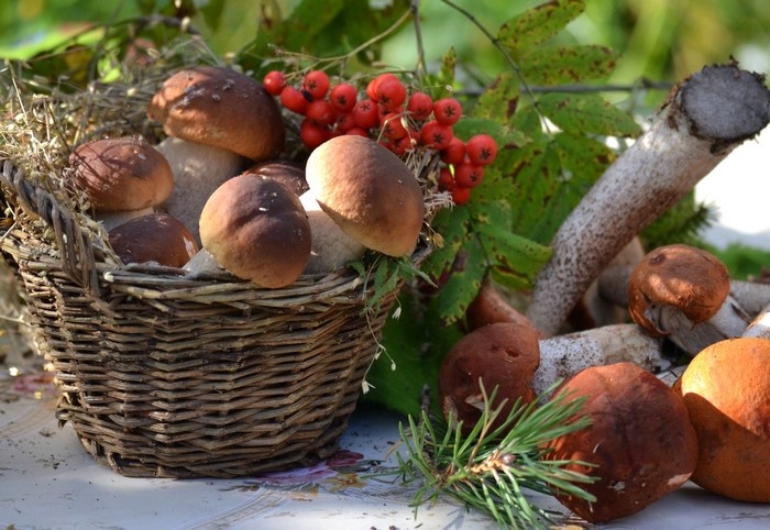 Mushrooms and rowan berries in a wicker basket