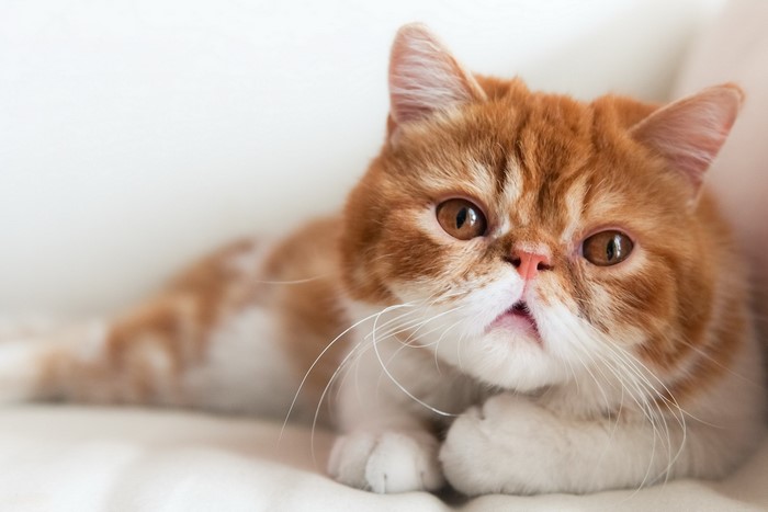 Orange and white exotic shorthair cat